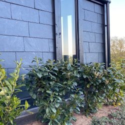 Spansk Rustik Skifer